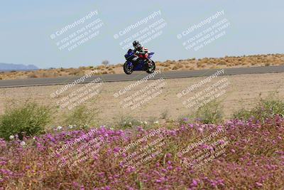 media/Mar-12-2023-SoCal Trackdays (Sun) [[d4c8249724]]/Turn 15 Inside Bloom (130pm)/